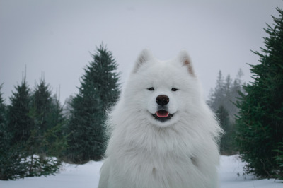 Snowstar's White Birch (Ghost)