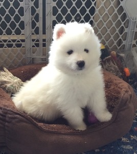 Snowstar's Little White Bear (Miska)