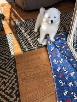 Snowstar's Canadian Rocky (Jasper)