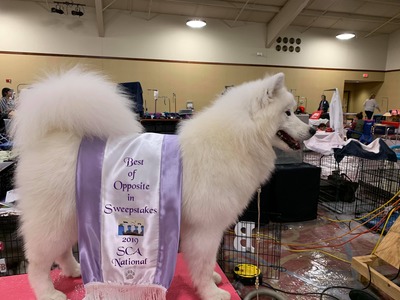 MBISS, BISS, MBBPIS, MBPIS,  INT JrCH-G, AKC GCH CH  Snowstar's Reindeer Games POA (Blitzen)