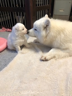 Snowstar's White Dog Solstice (Neko)