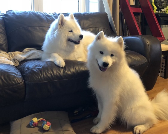 Pumpkin (on couch) and daughter Neon