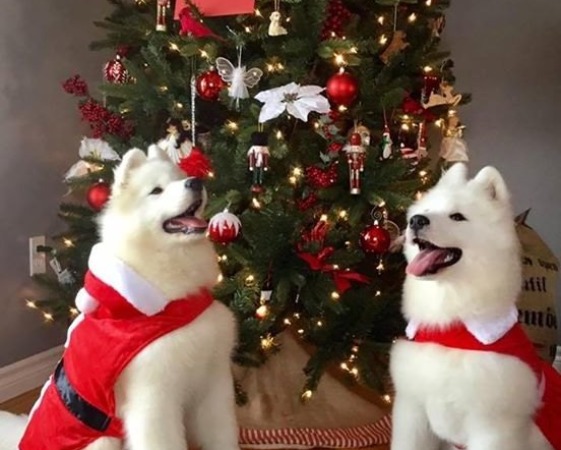 Ivy and Major - XMAS 2018