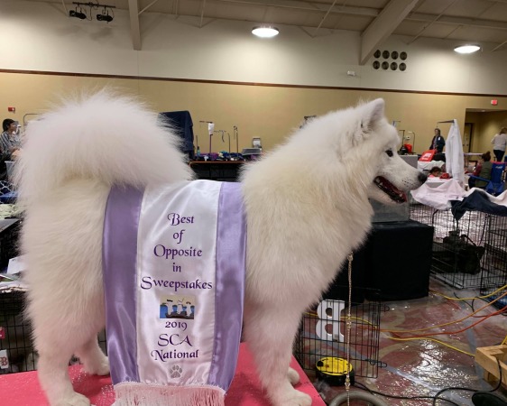 National sales samoyed rescue