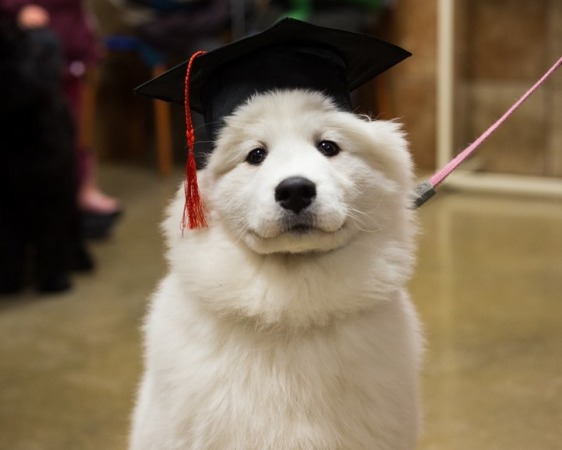 Taylor at her Obedience graduation class.