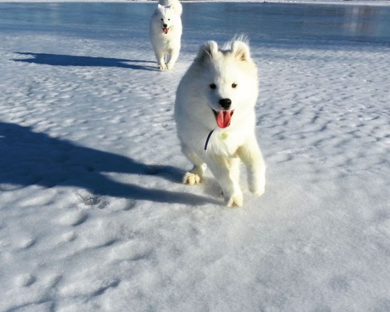 Cash (foreground) & his mother Sizzle - Dec/2014