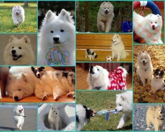 Chimo's Collage