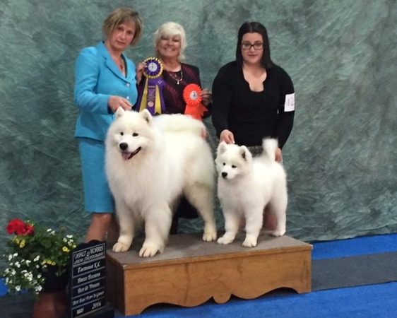 Father & Son - Dimitri and Baron (at his Best Baby Puppy in Show win)