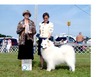 Bronze Am GCH Can Ch Julesno Snowstar Day Tripper (Tripper)