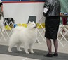 BPIS GCH & CFC CH DUSHANBE'S DREAMBOAT, CGN RA (Crush)