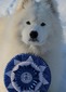 Snowstar's Gold Strike (Chimo)