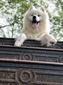 Snowstar's Furry Friend (Ghost)